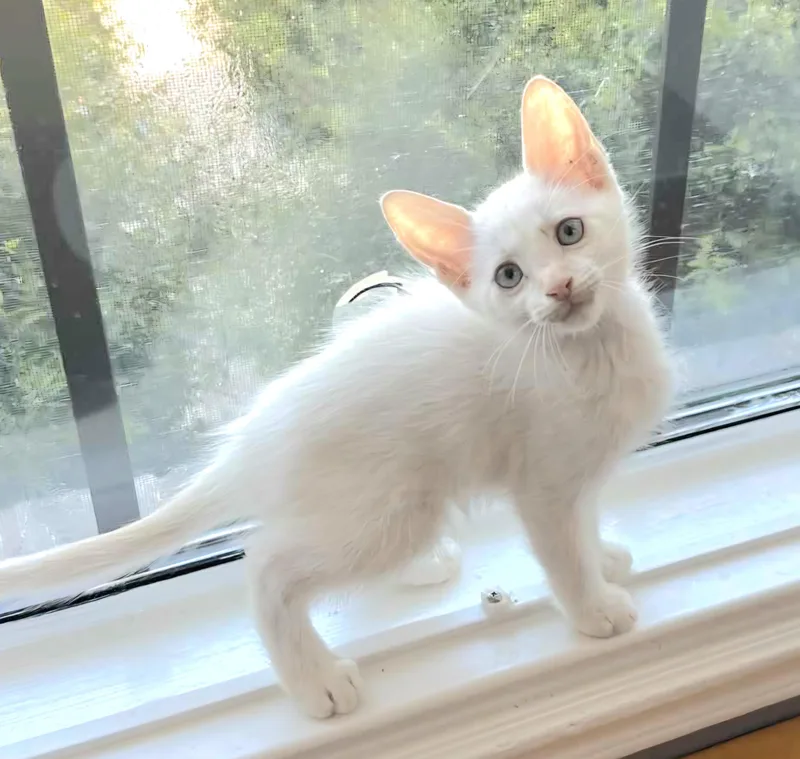 Elsa