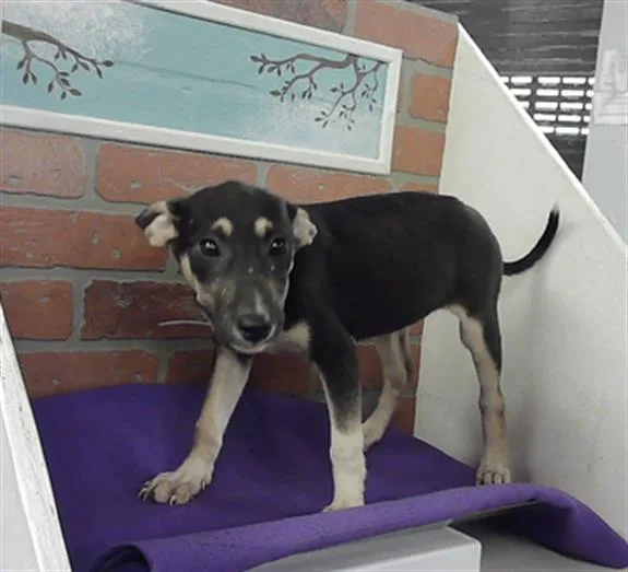 A baby small-sized female German Shepherd Dog dog named Charlyn for adoption in Houston, TX