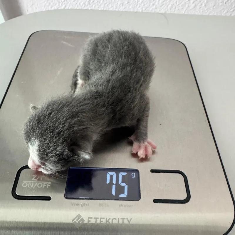 A baby small-sized male Gray / Blue / Silver Domestic Short Hair cat named Chops for adoption in Austin, TX