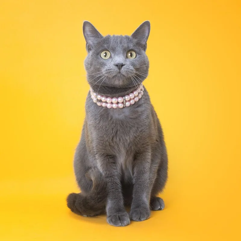 An adult medium-sized female Gray / Blue / Silver Domestic Short Hair cat named Stormi for adoption in Franklin, TN