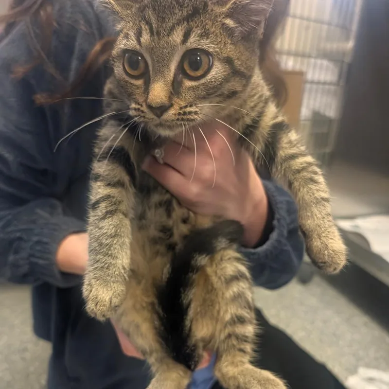 A baby small-sized female Domestic Short Hair cat named Treat for adoption in Hendersonville, NC