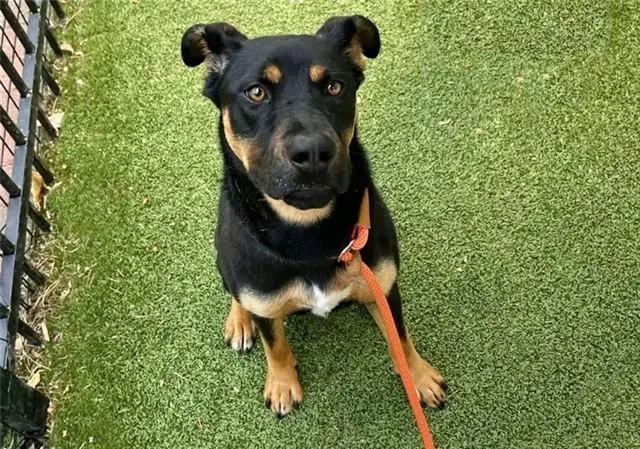 A young medium-sized female Rottweiler dog named Bailey for adoption in Saint Louis, MO