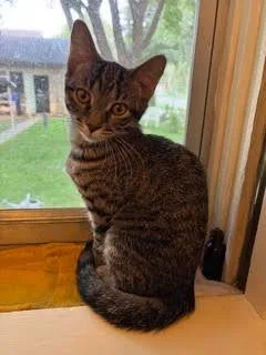 A baby small-sized female Domestic Short Hair cat named Molly  Polly for adoption in Minneapolis, MN