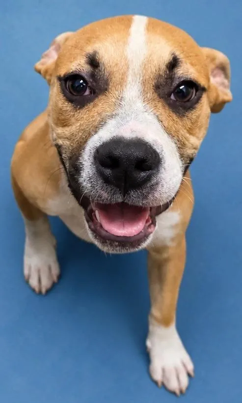 A baby medium-sized male Boxer dog named Lilo for adoption in Wauchula, FL
