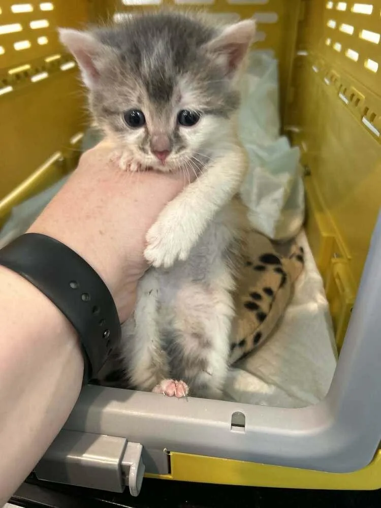 A baby medium-sized female Gray & White Domestic Short Hair cat named Mojo Dojo for adoption in North Brunswick, NJ