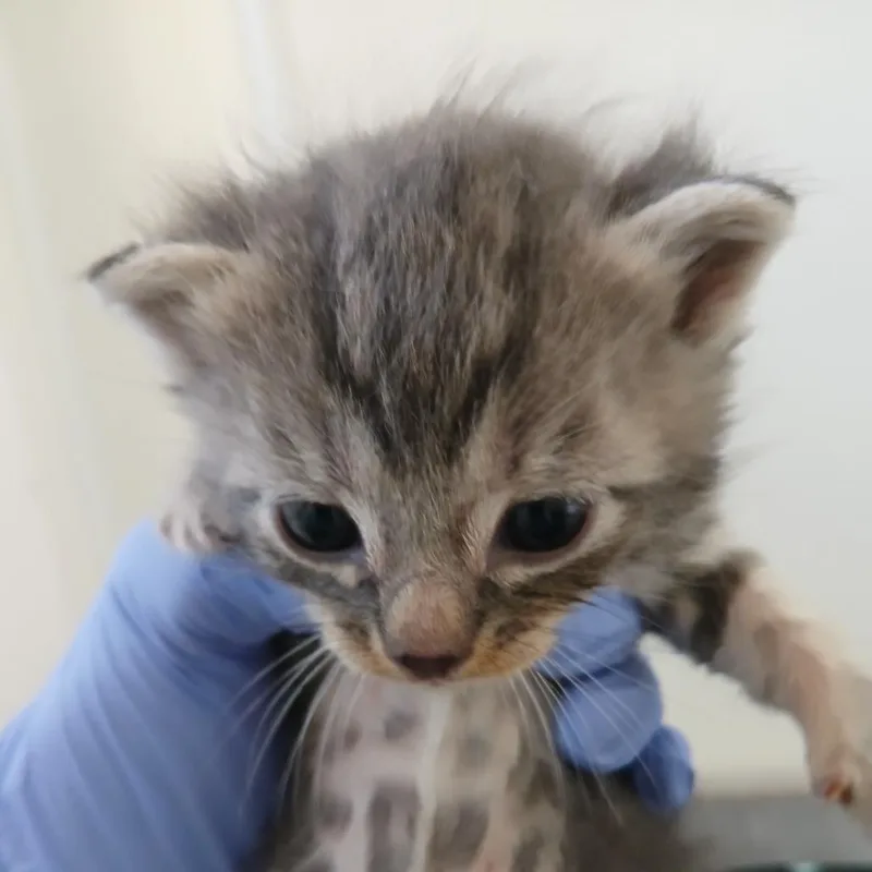 A baby small-sized male Brown / Chocolate Domestic Short Hair cat named Burrows for adoption in Kanab, UT
