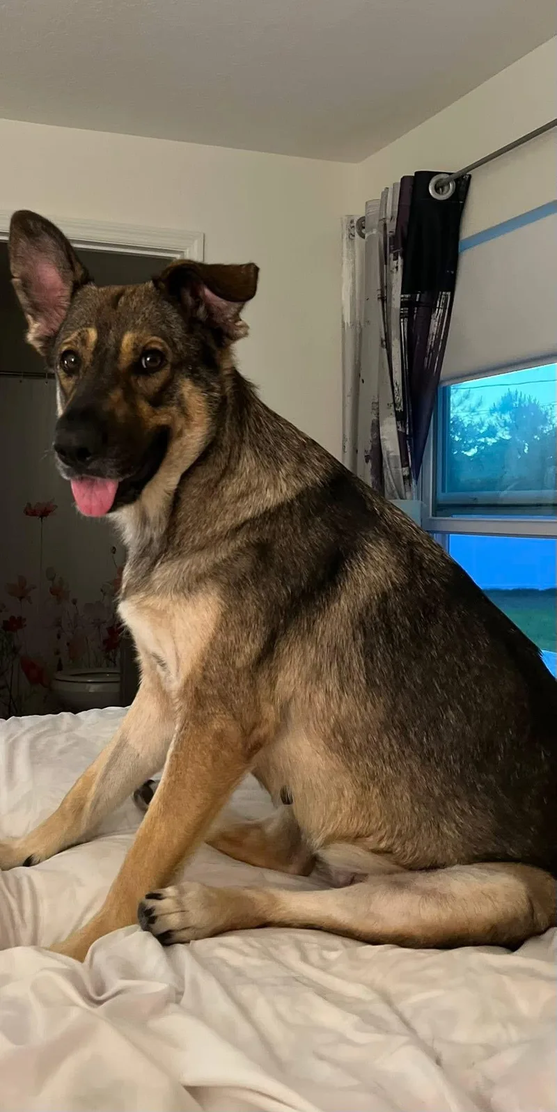 A young large-sized female Yellow / Tan / Blond / Fawn German Shepherd Dog dog named Zara for adoption in Palm Bay, FL