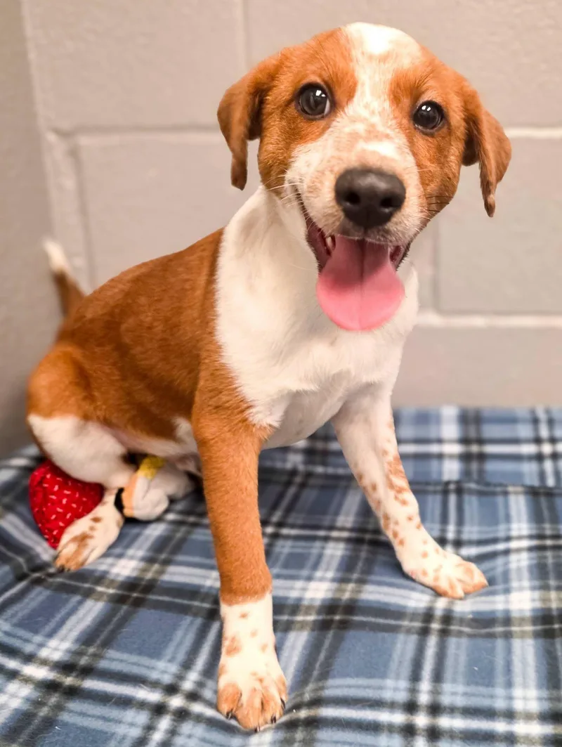 A baby medium-sized male Merle (Red) Australian Cattle Dog / Blue Heeler dog named Leonardo for adoption in Gainesville, TX