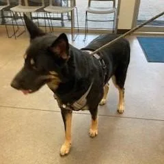 An adult large-sized female Black German Shepherd Dog dog named Myka for adoption in York, PA