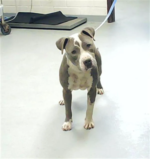 An adult medium-sized male Pit Bull Terrier dog named K for adoption in Fayetteville, NC