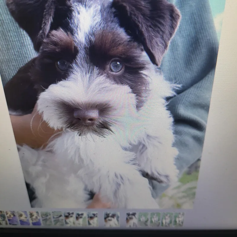 A baby small-sized male Brown / Chocolate Miniature Schnauzer dog named Freckles for adoption in Hagerstown, MD