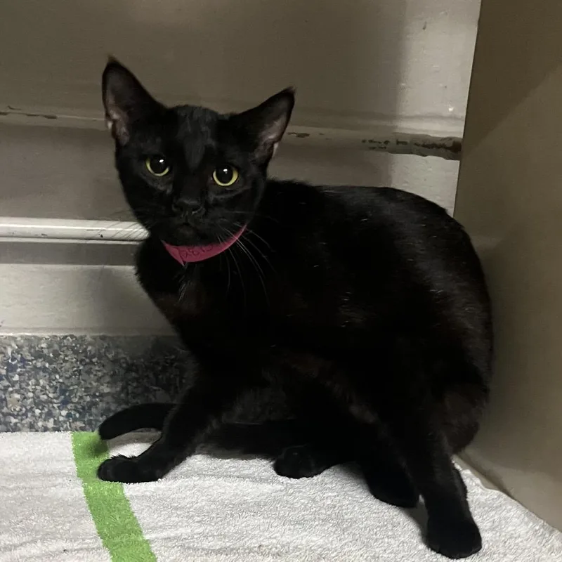 An adult medium-sized female Black Domestic Short Hair cat named Demi for adoption in Fairport, NY