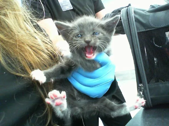 A baby small-sized male Domestic Short Hair cat named Stack for adoption in Charlotte, NC