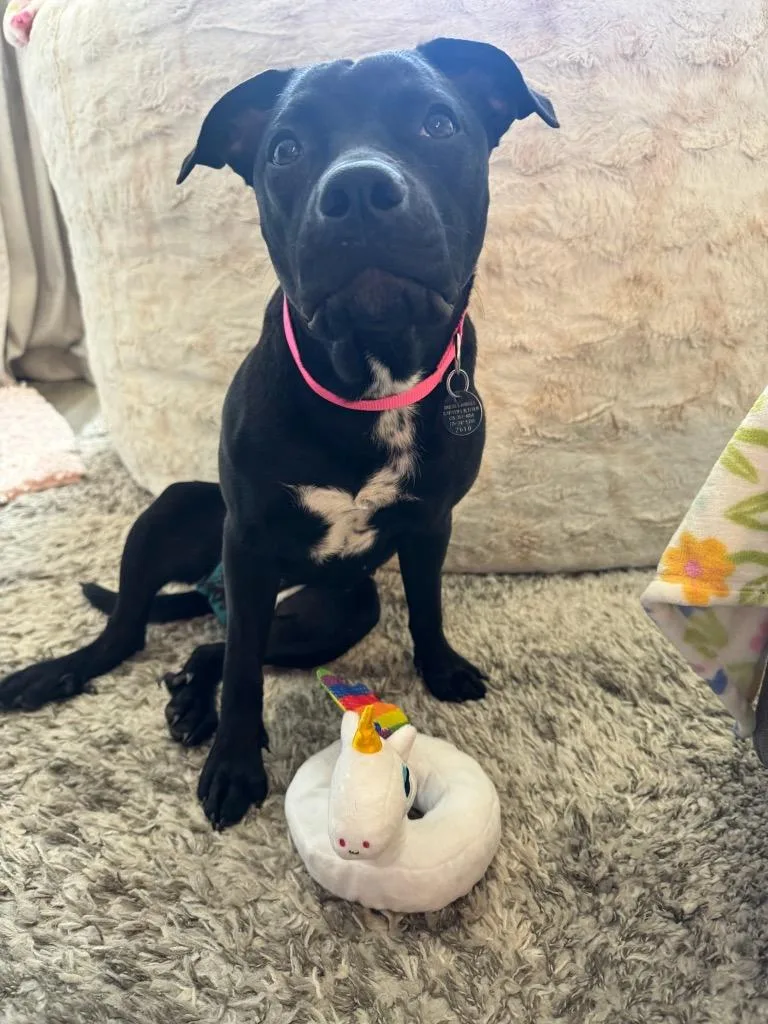 A baby medium-sized female Pit Bull Terrier dog named Barbara for adoption in Reno, NV