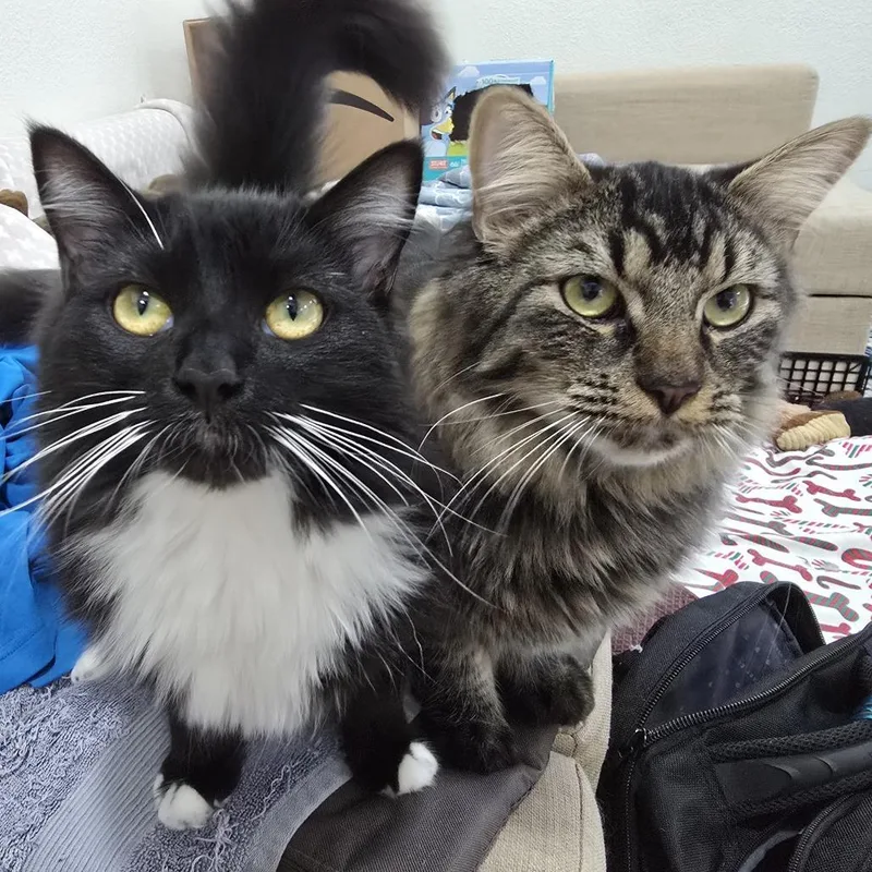 A young small-sized male Gray / Blue / Silver Domestic Long Hair cat named Stormy for adoption in Los Angeles, CA