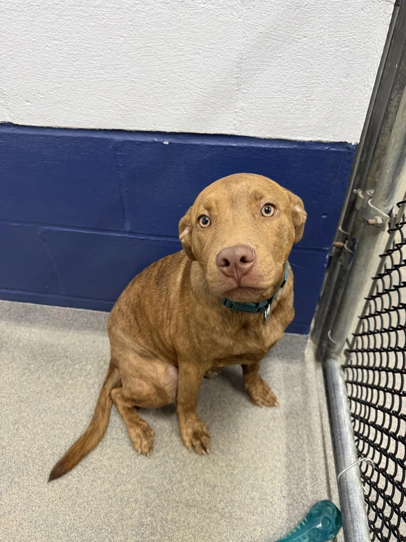 A young medium-sized male Terrier dog named Pudge mo AVA for adoption in Sterling, MA