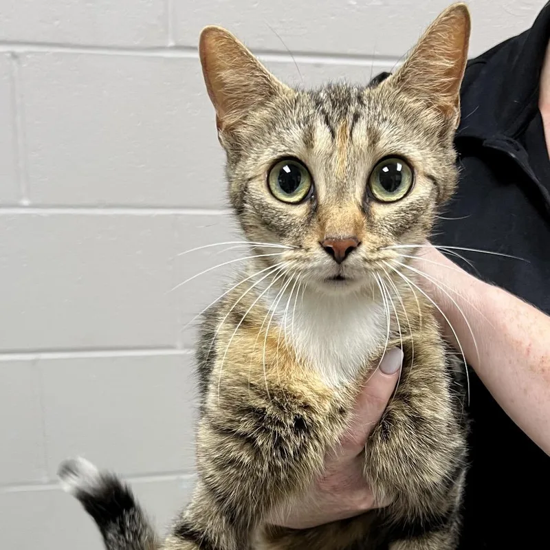 A young medium-sized female Torbie Domestic Short Hair cat named Serrano for adoption in Lufkin, TX