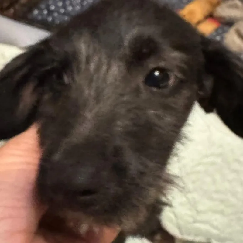 A baby small-sized male Yellow / Tan / Blond / Fawn Chihuahua dog named Beans Bbq for adoption in Allen, TX