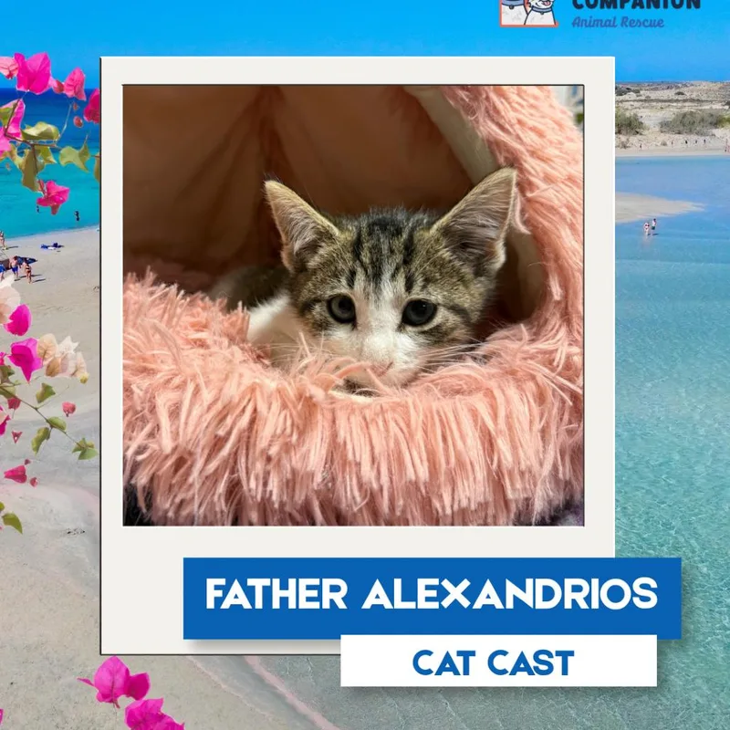 A baby small-sized male Gray / Blue / Silver Domestic Short Hair cat named Father Alexandrios for adoption in Rochester, MN