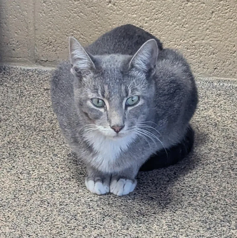 An adult medium-sized male Tabby (Gray / Blue / Silver) American Shorthair cat named Jax for adoption in Fort Payne, AL