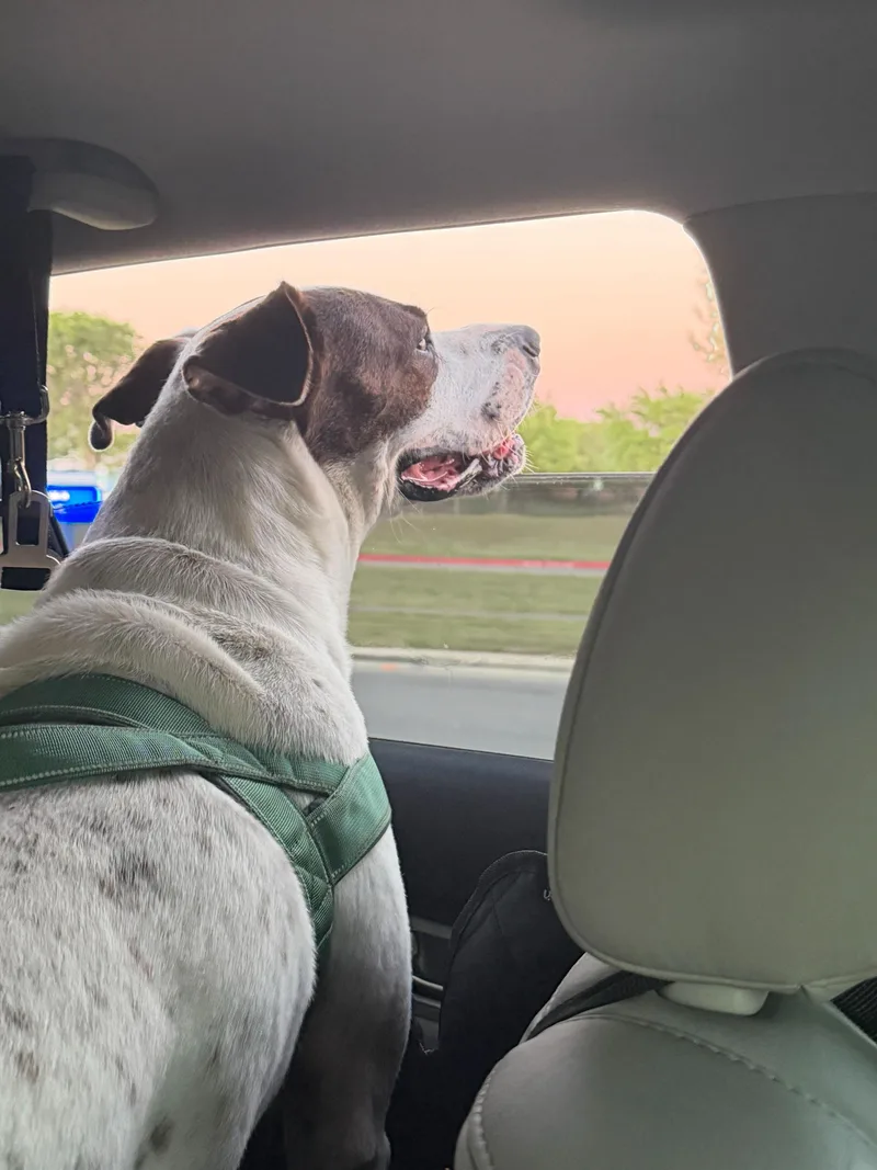 A young large-sized male White / Cream Boxer dog named Dapper Dan for adoption in Pflugerville, TX