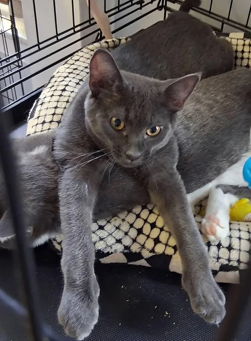 A young medium-sized male Smoke Domestic Short Hair cat named Ash for adoption in Glastonbury, CT