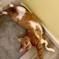 A young small-sized female Orange & White Domestic Short Hair cat named Ginger for adoption in Arlington, VA