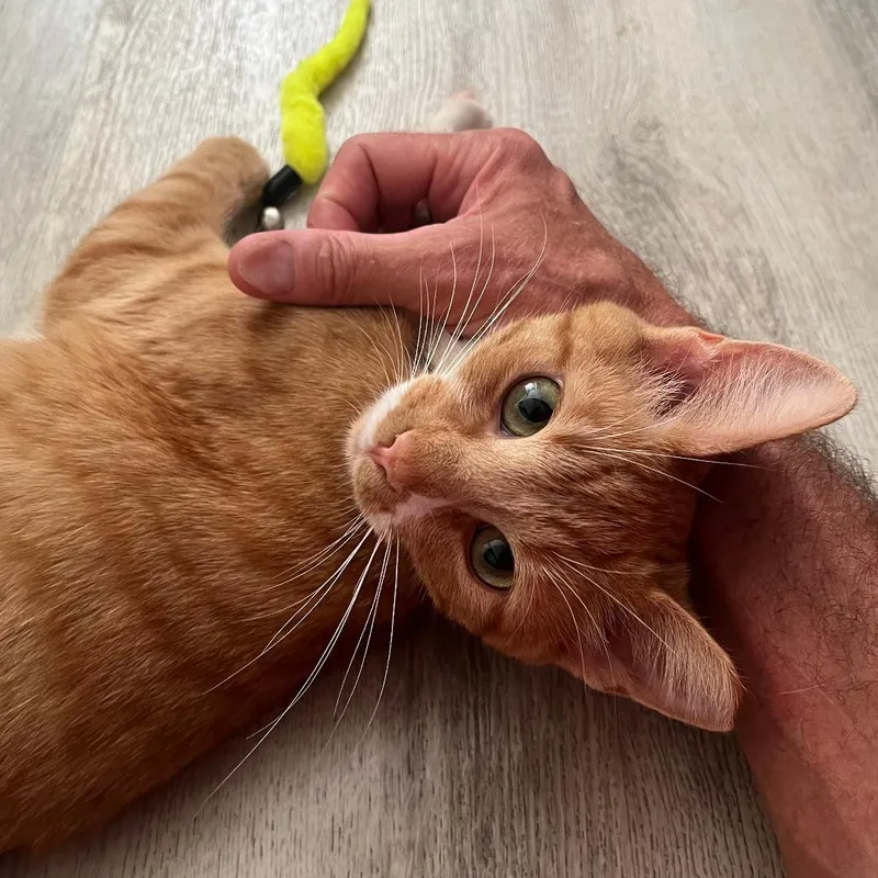 Ginger thumbnail 3