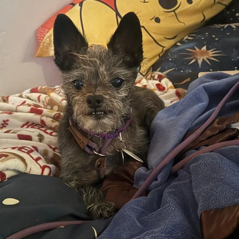 A senior small-sized male Brown / Chocolate Chinese Crested Dog dog named Jeff for adoption in Ramona, CA