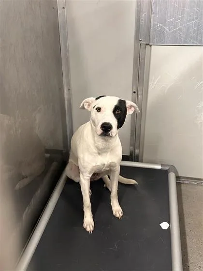 An adult medium-sized female Mixed Breed dog named Lee for adoption in West Chester, PA