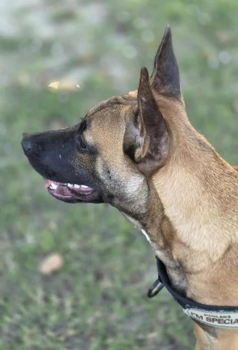 A baby medium-sized female Belgian Shepherd / Malinois dog named Daphne for adoption in Lockhart, TX
