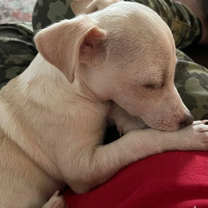 A baby small-sized male White / Cream Chihuahua dog named Dustin for adoption in Justin, TX