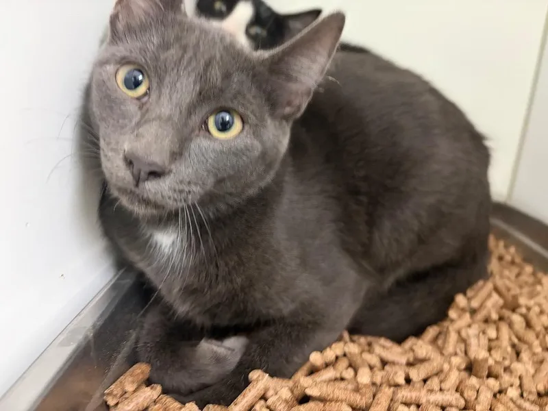 A baby medium-sized female American Shorthair cat named GiGi for adoption in Neosho, MO