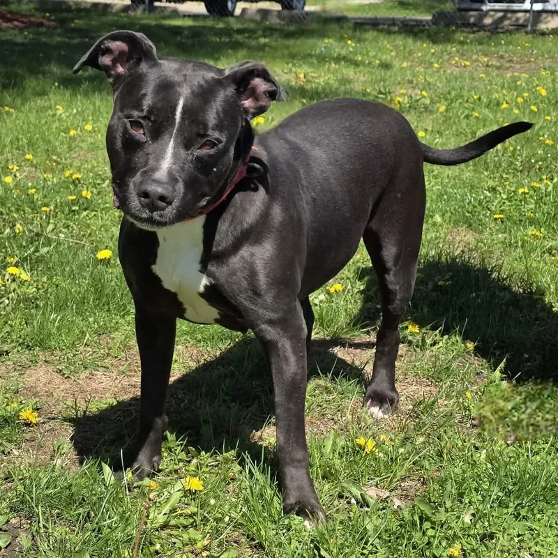 An adult medium-sized female Black Pit Bull Terrier dog named Calathea for adoption in Waterloo, IA
