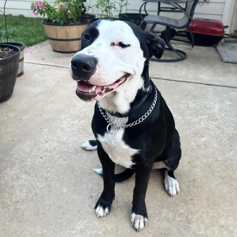 A baby large-sized female Black American Staffordshire Terrier dog named Coco for adoption in Houston, TX