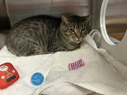 An adult medium-sized male Domestic Short Hair cat named Pistachio for adoption in Kansas City, MO