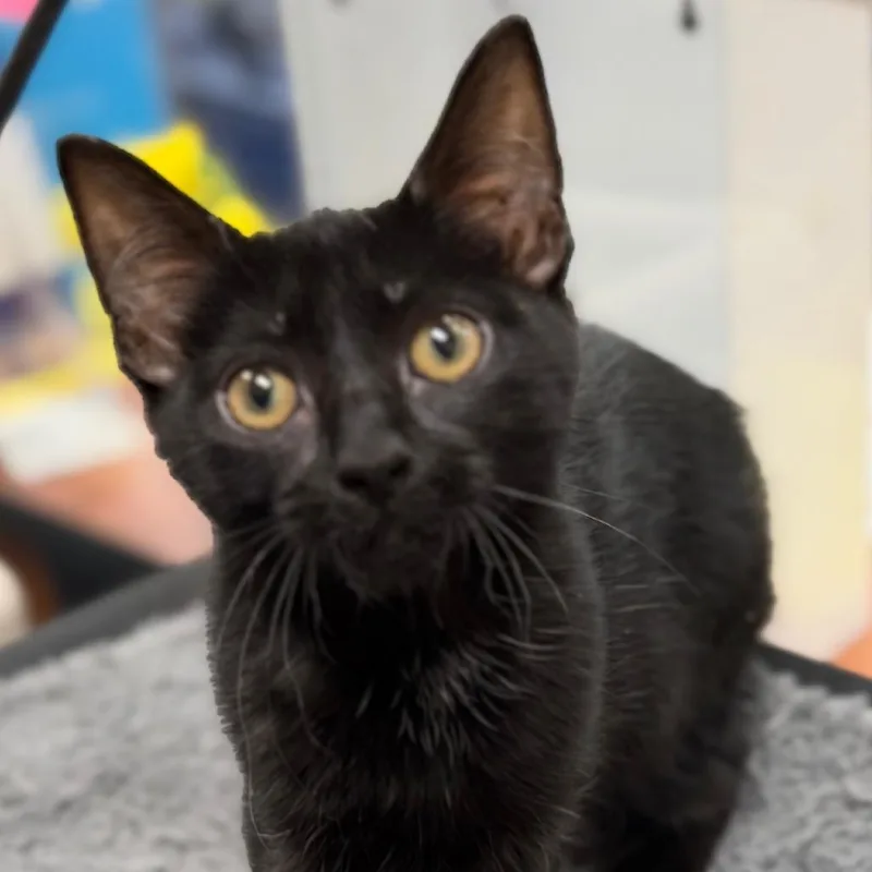 A young small-sized female Domestic Short Hair cat named Artichoke for adoption in Cumming, GA