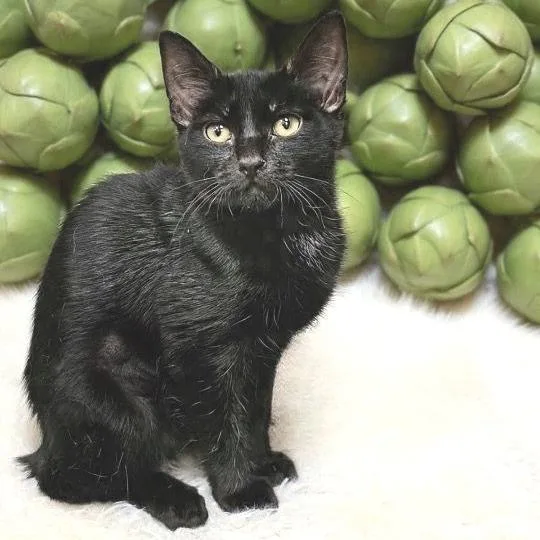 Artichoke thumbnail 3