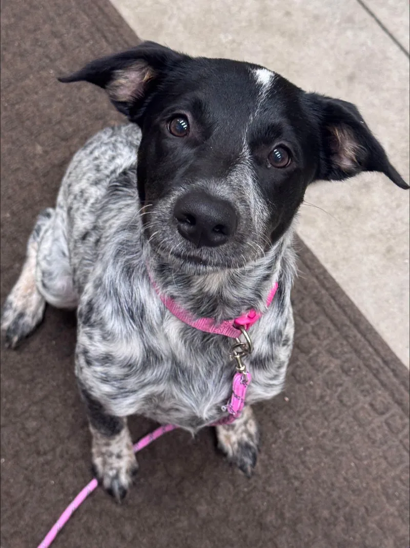 A baby medium-sized female Black Australian Cattle Dog / Blue Heeler dog named Willa for adoption in Hackensack, MN