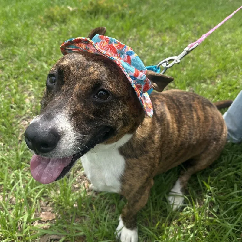An adult medium-sized male Brindle Terrier dog named Toby for adoption in Clearwater, FL