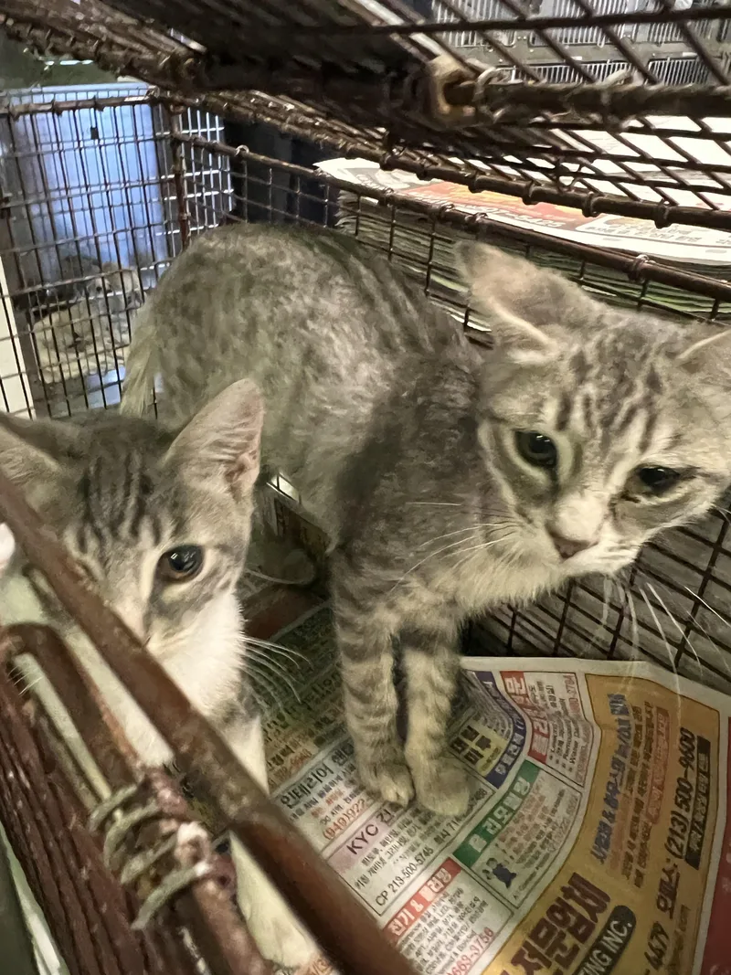 A baby small-sized female Domestic Short Hair cat named Sofia for adoption in Los Angeles, CA