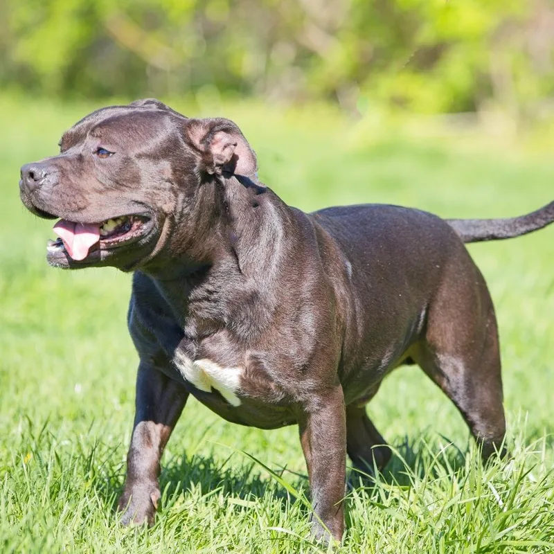 An adult medium-sized male Black English Bulldog dog named Seal for adoption in South Elgin, IL