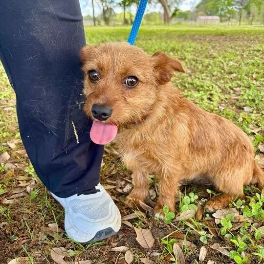 A young small-sized female Red / Chestnut / Orange Dachshund dog named Dandy Lion for adoption in Carencro, LA