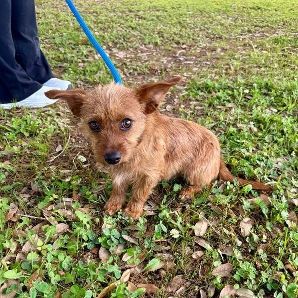 Dandy Lion thumbnail 2