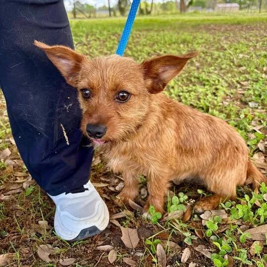 Dandy Lion thumbnail 3