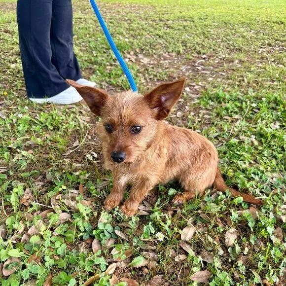 Dandy Lion thumbnail 4