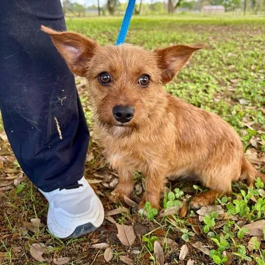 Dandy Lion thumbnail 5