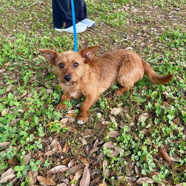 Dandy Lion thumbnail 6