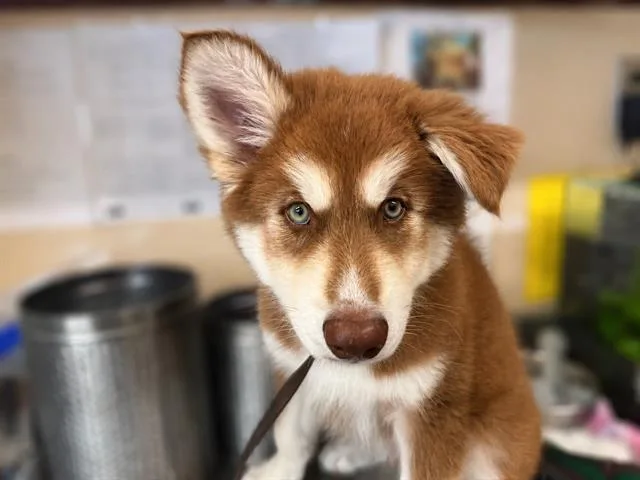 A baby small-sized male Siberian Husky dog named A for adoption in Chula Vista, CA