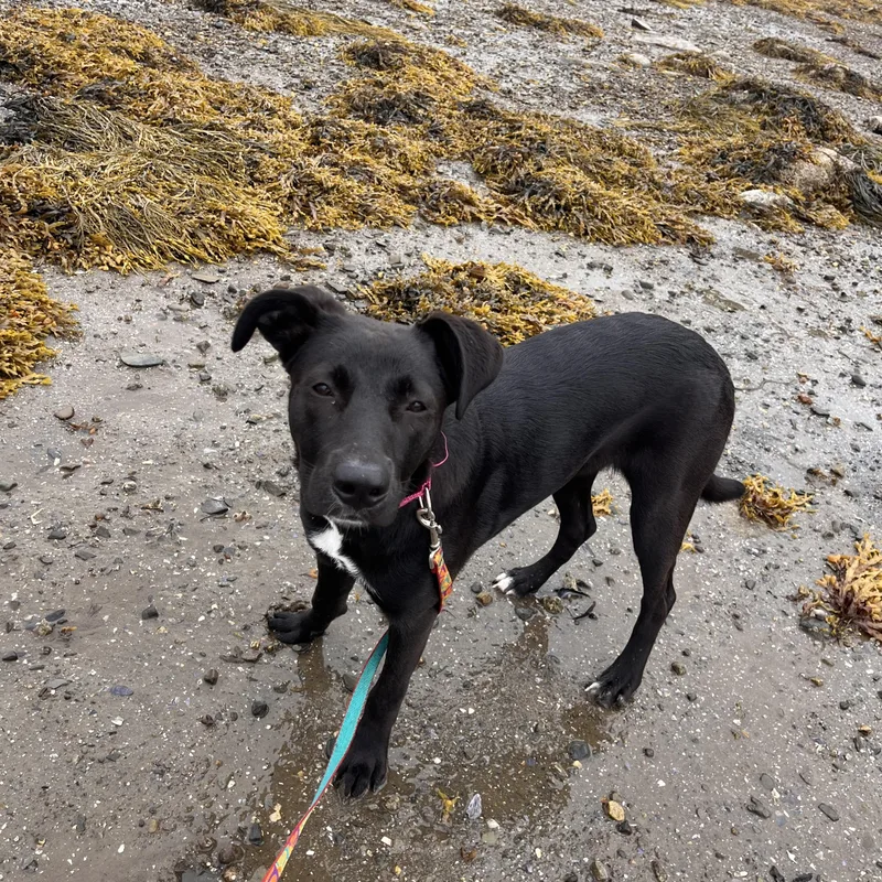 A young medium-sized female Black Labrador Retriever dog named Stella for adoption in Stockton Springs, ME